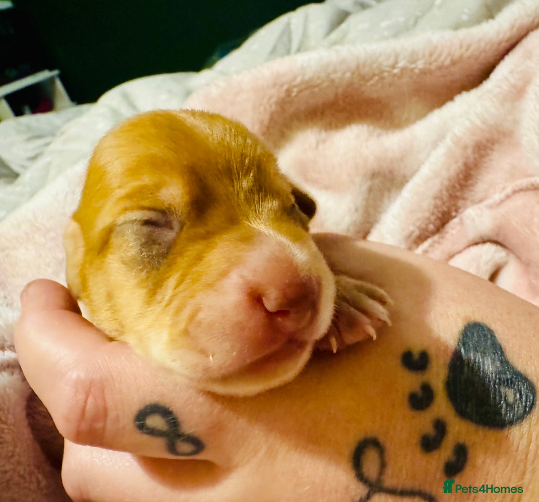 Mixed Breed dogs for sale: Beautiful Dachshunds for sale  - Image 12