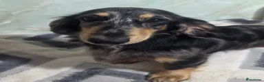 Dachshund 1