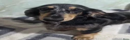 Dachshund dogs for sale: Miniature long hair boys - Advert 4