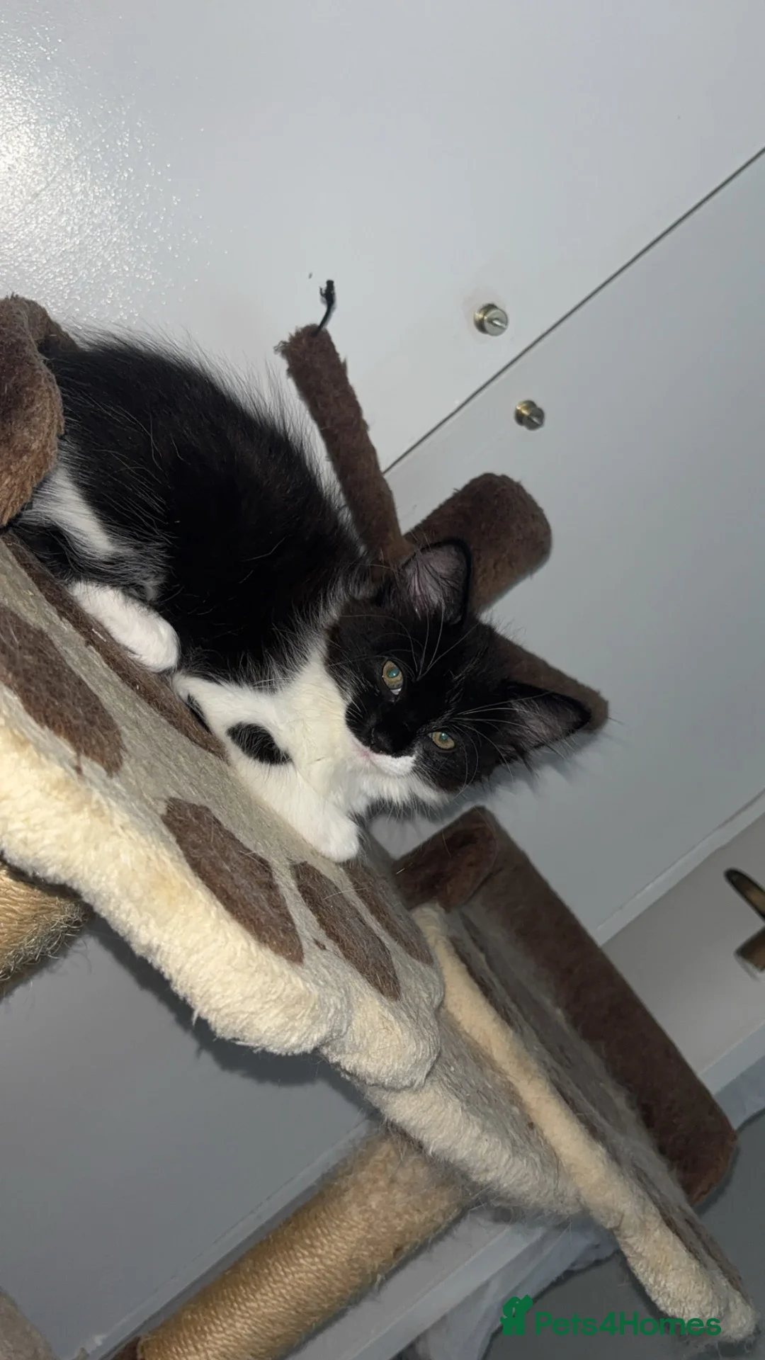 Mixed Breed cats for sale: Female kitten  in Paisley - Advert 3