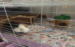 Guinea Pig rodents for sale: (Reserved)2 bonded girls  - Image 4