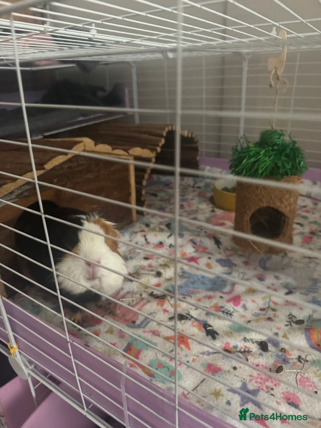 Guinea Pig rodents for sale: (Reserved)2 bonded girls  - Image 4