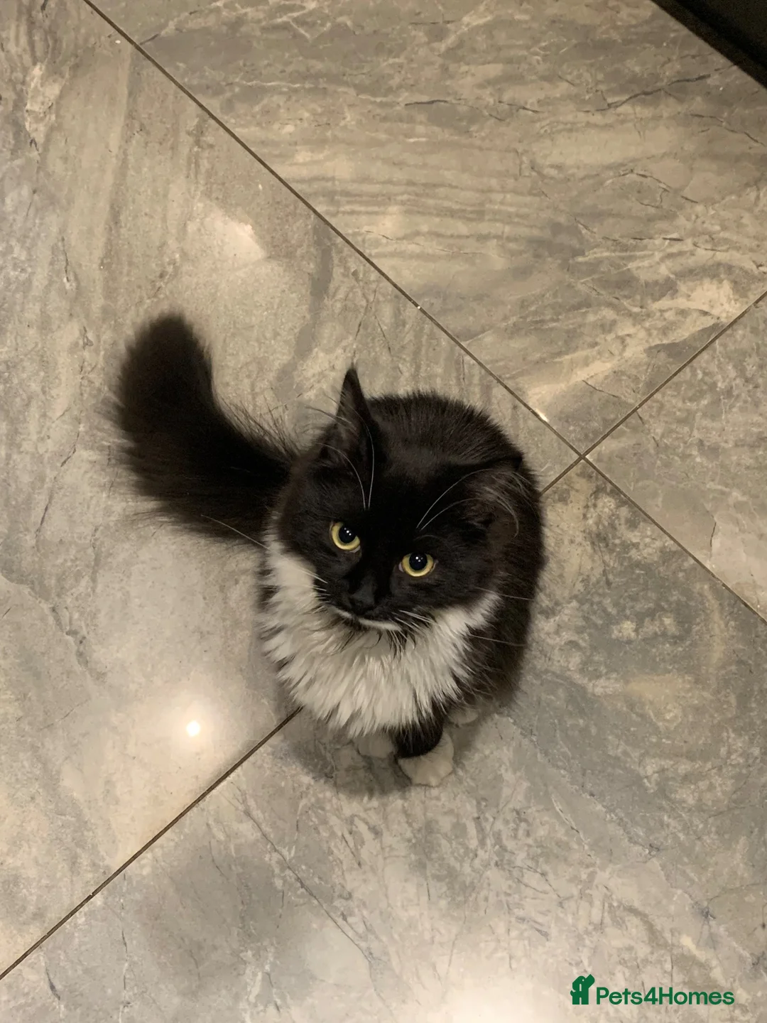 Mixed Breed cats for sale: Gorgeous extremely fluffy black and white kitten - Advert 4