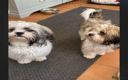 Shih Tzu dogs for sale: Beautiful shit tzu puppies - Image 1