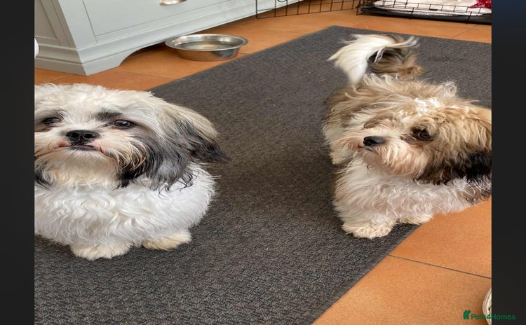 Shih Tzu dogs - Advert 1