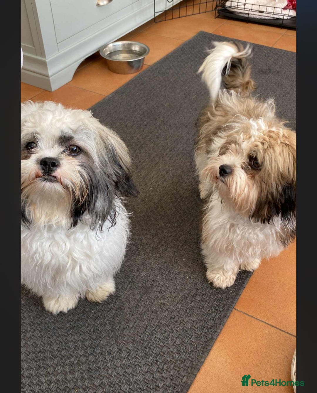 Shih Tzu dogs for sale: Beautiful shit tzu puppies - Image 1