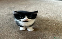 Mixed Breed cats for sale: 5 Mixed Breed Kittens For Sale ! - Image 6