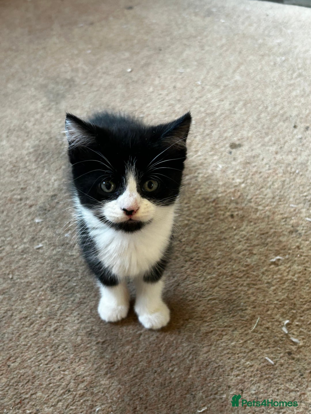 Mixed Breed cats for sale: 5 Mixed Breed Kittens For Sale ! - Image 6