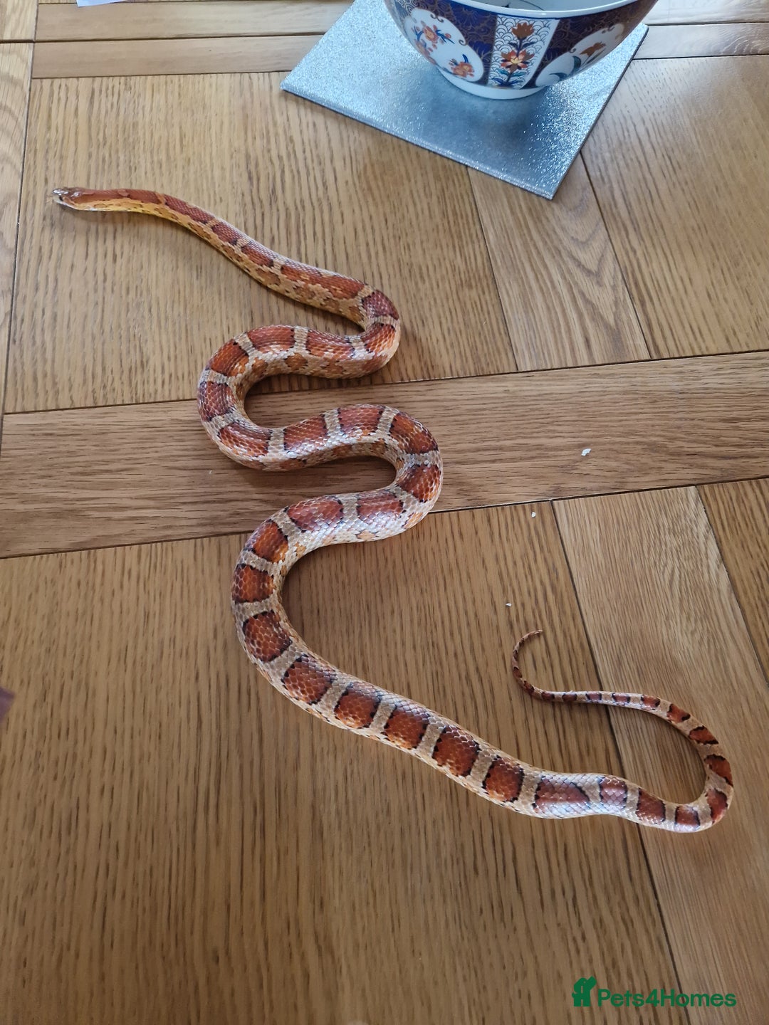 Corn Snake reptiles for sale: Adult corn snakes - Image 7