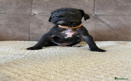 Cane Corso dogs for sale: Gorgeous cane corso - Image 7