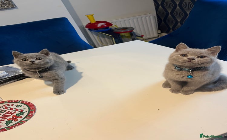 British Shorthair cats - Advert 9