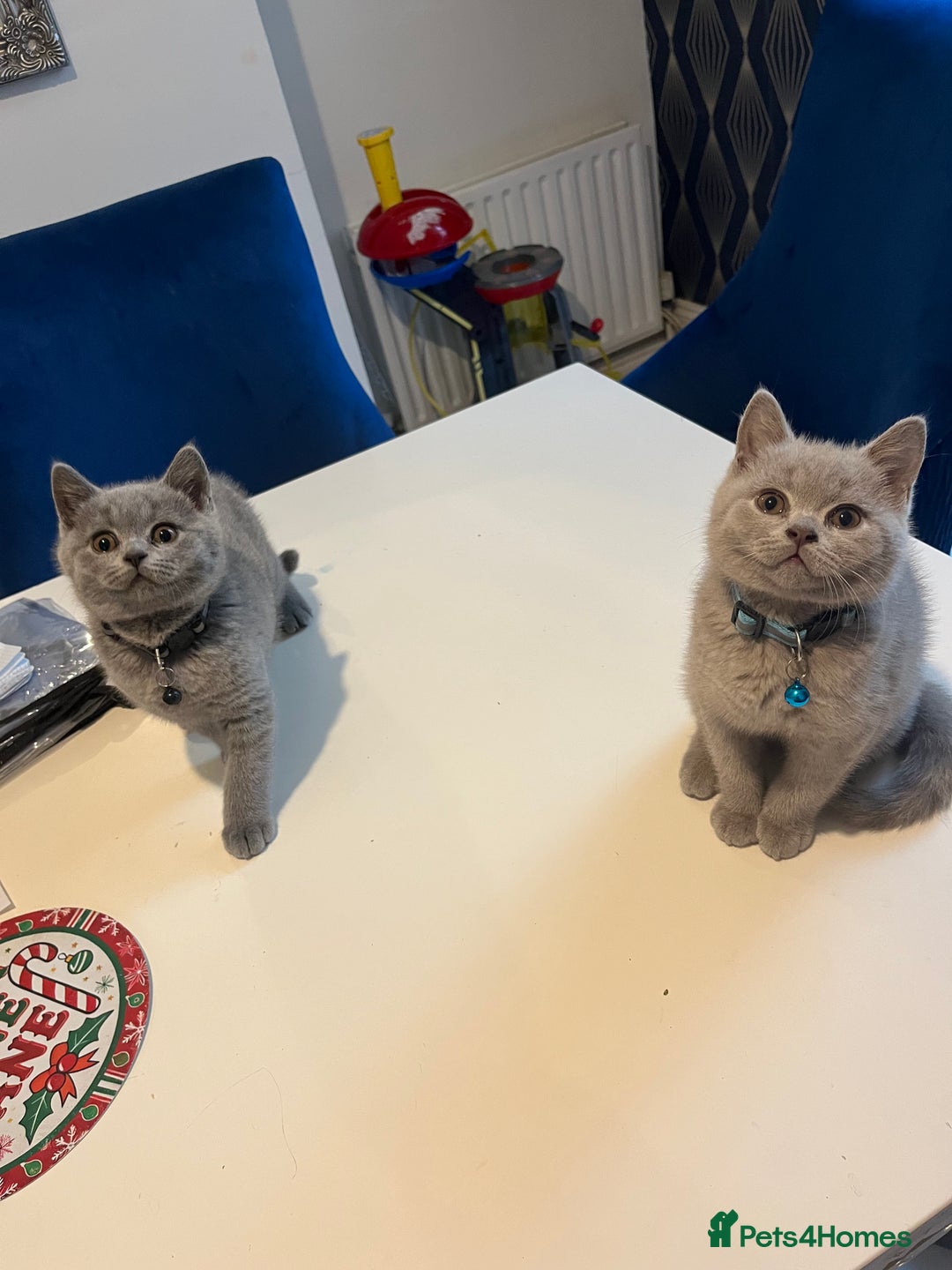 British Shorthair cats for sale: Beautiful  lilac and blue kittens 2 boys 1 girl - Image 1