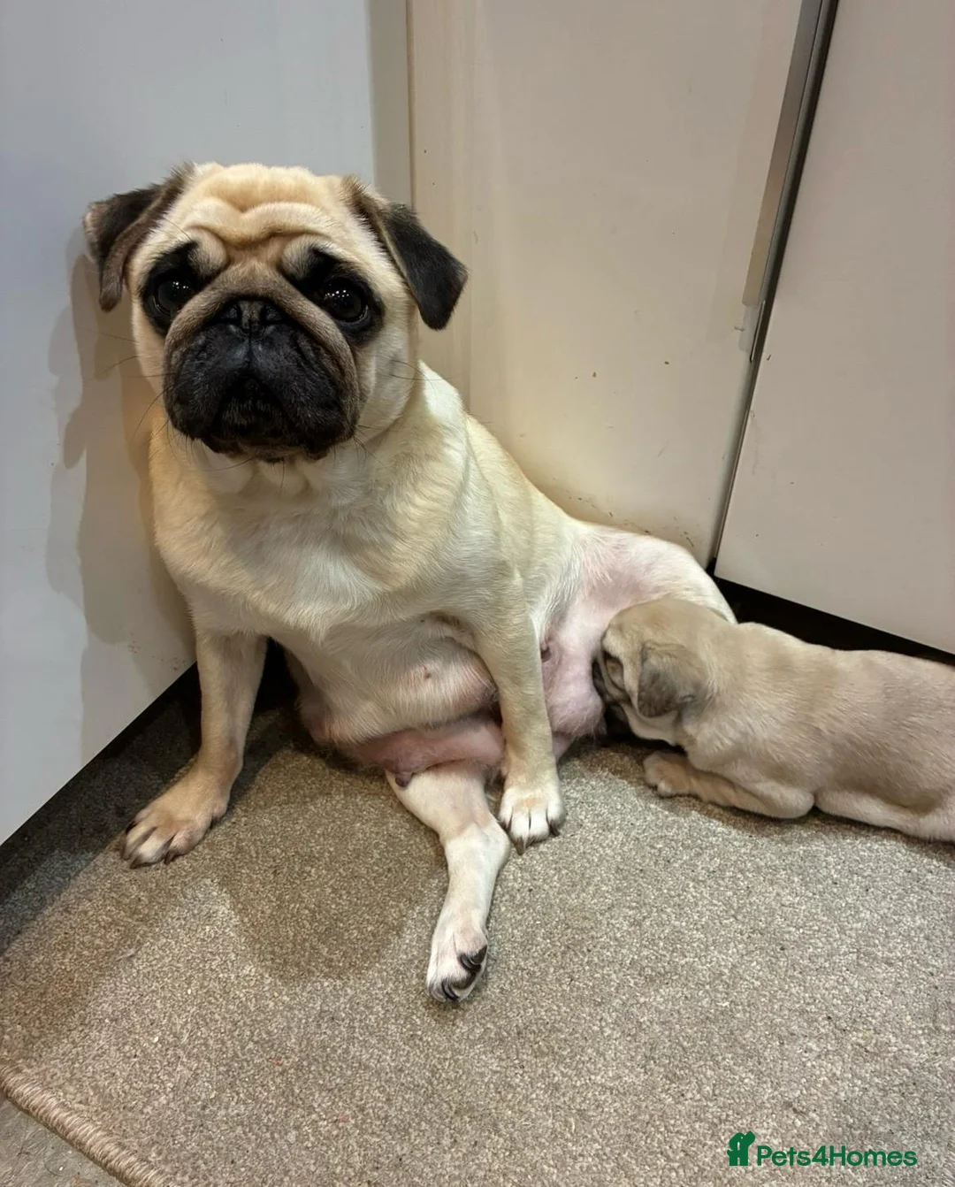 Pug dogs for sale: Beautiful male pug puppy  - Advert 1