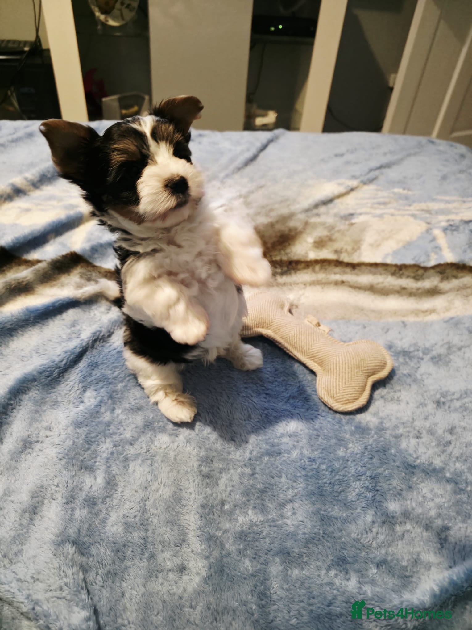 Biewer Terrier dogs  Biewer Terrier Puppies – one Gorgeous Boy - Advert 1