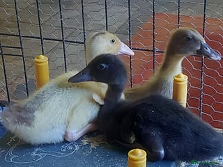 Ducks poultry - Advert 6