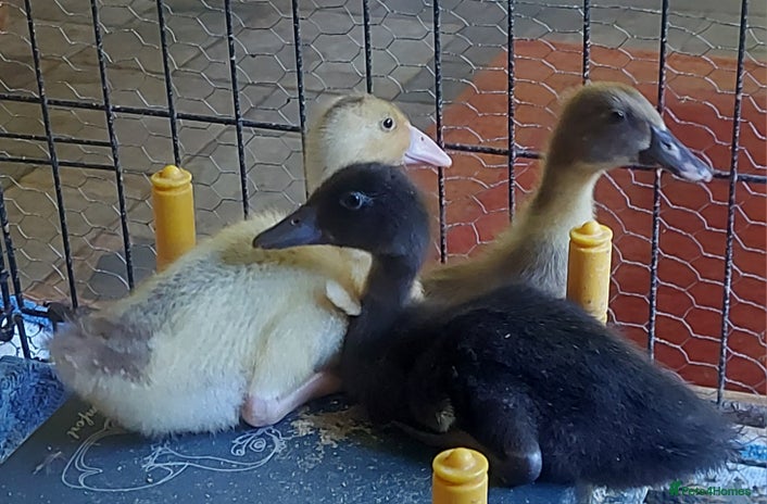 Ducks poultry - Advert 1
