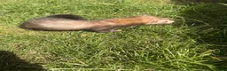 Ferret rodents for sale: Micro cross Jill Ferret 14 weeks old  - Advert 2