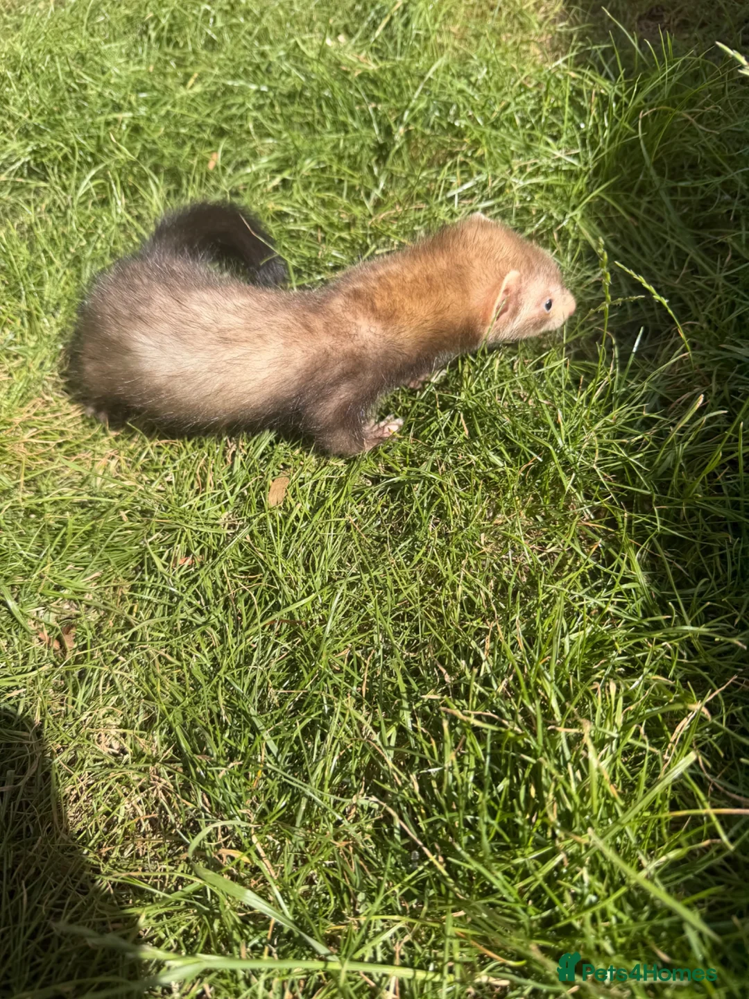 Ferret rodents for sale: Micro cross Jill Ferret 14 weeks old  - Advert 2