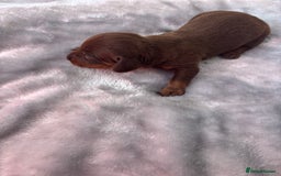 Miniature Dachshund dogs for sale: Miniature dachshund smooth hair pups  - Image 14