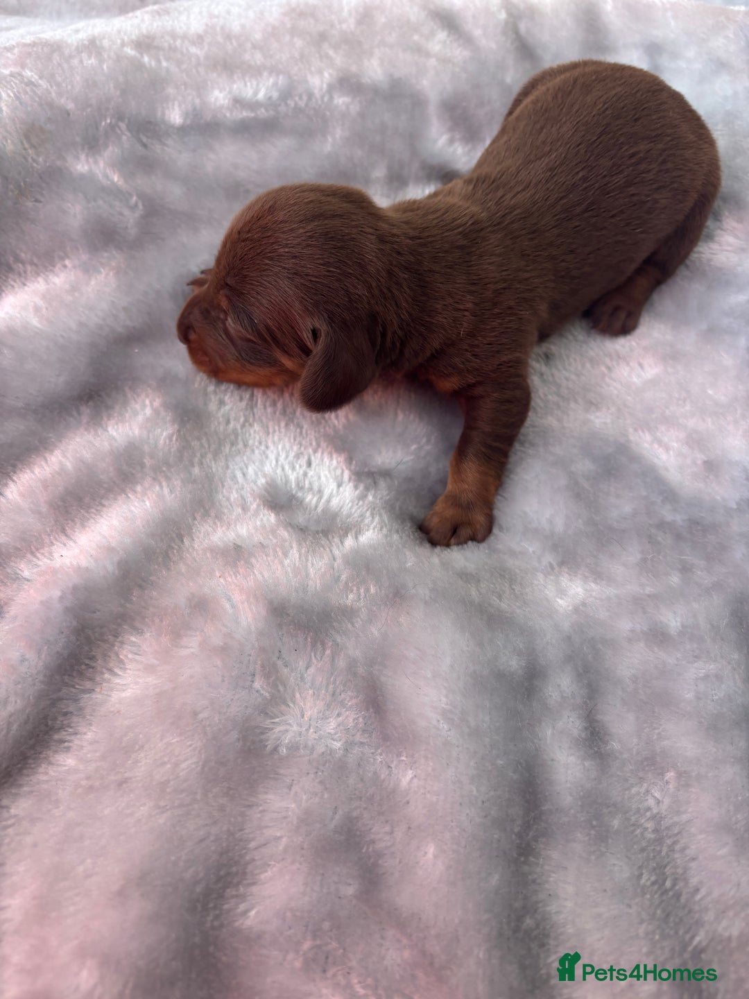 Miniature Dachshund dogs for sale: Miniature dachshund smooth hair pups  - Image 14
