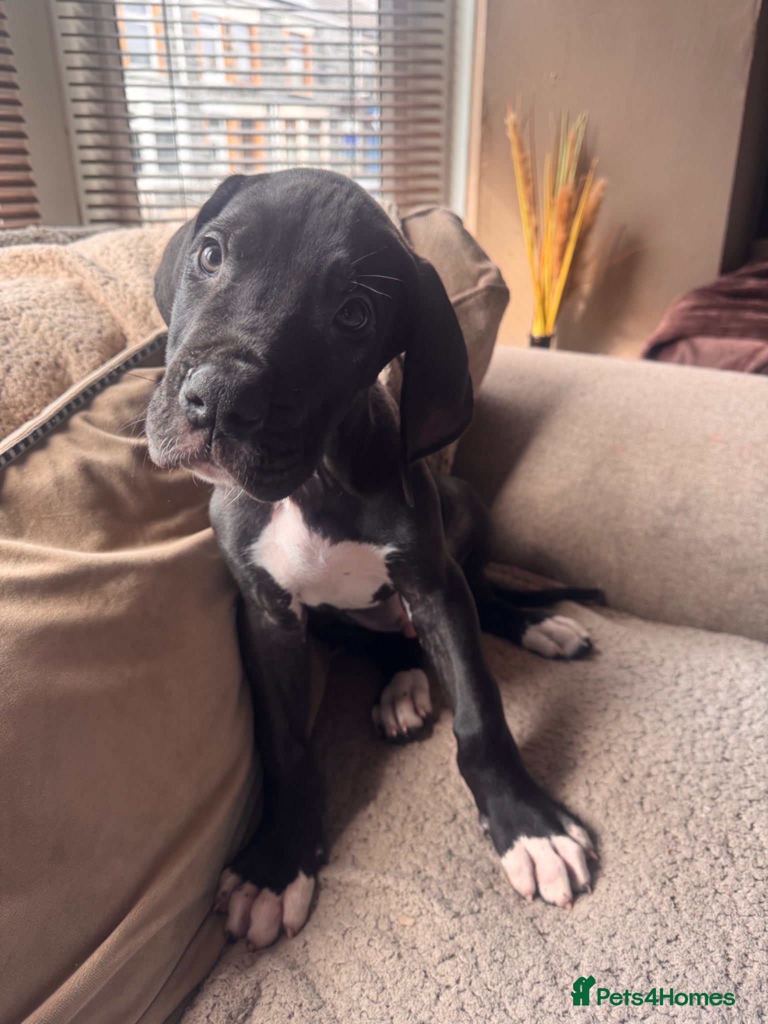 Great Dane dogs KC registered Great Dane boy left - Advert 4