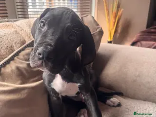 Great Dane dogs KC registered Great Dane boy left - Advert 4