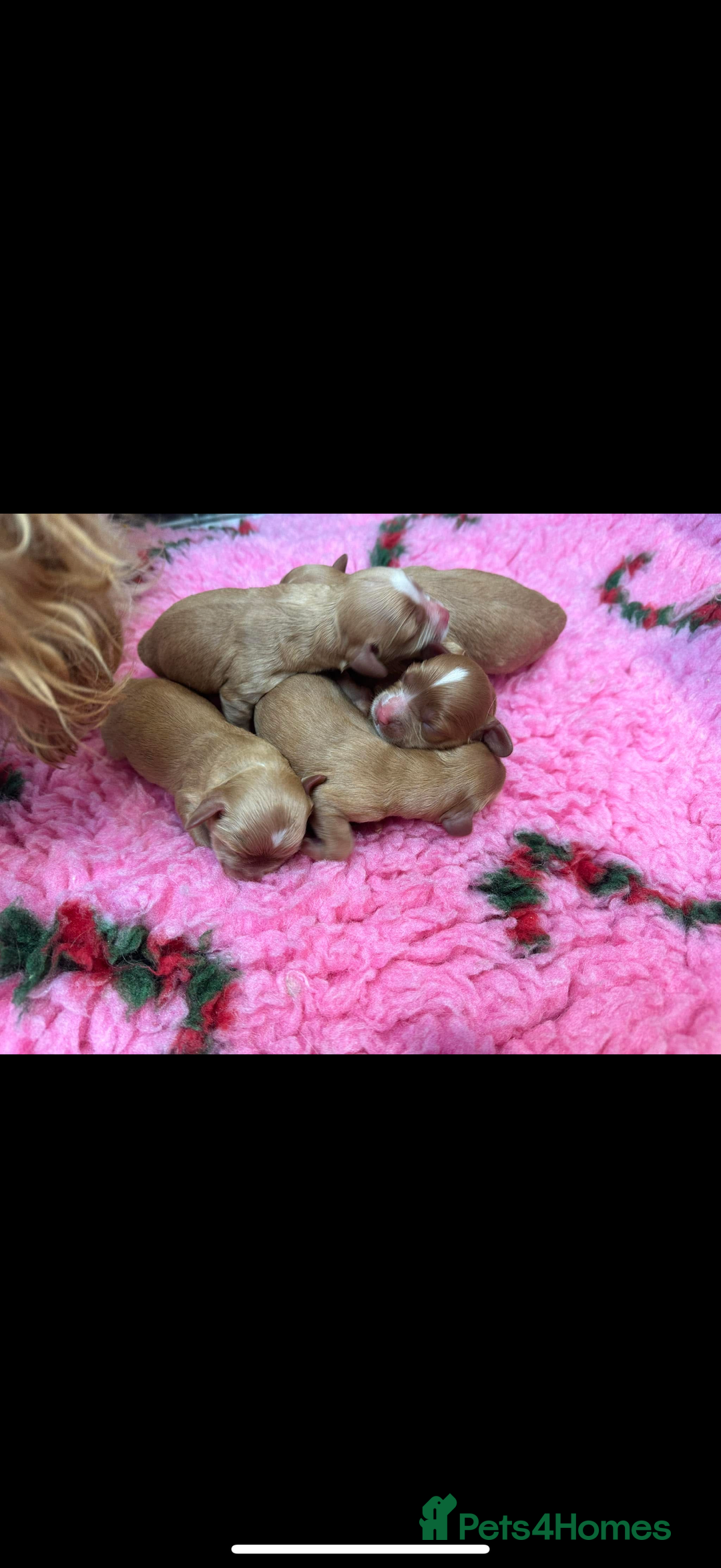 Cavapoo dogs for sale: Beautiful Health Tested F1 Cavapoos 🐶 - Image 29