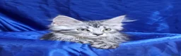 Maine Coon cats for sale: GCCF registered pedigree Maine Coon Kittens  - Advert 32