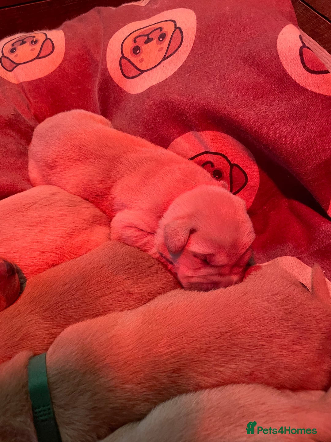 Labrador Retriever dogs for sale: KC Labrador pups ready 5th Jan 26 - Advert 21