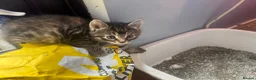 Mixed Breed cats for sale: Russian blue mix kittens  - Advert 16