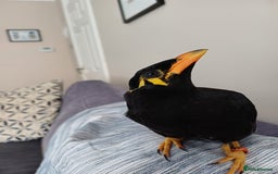Softbills birds for sale: Hill mynah  - Image 4