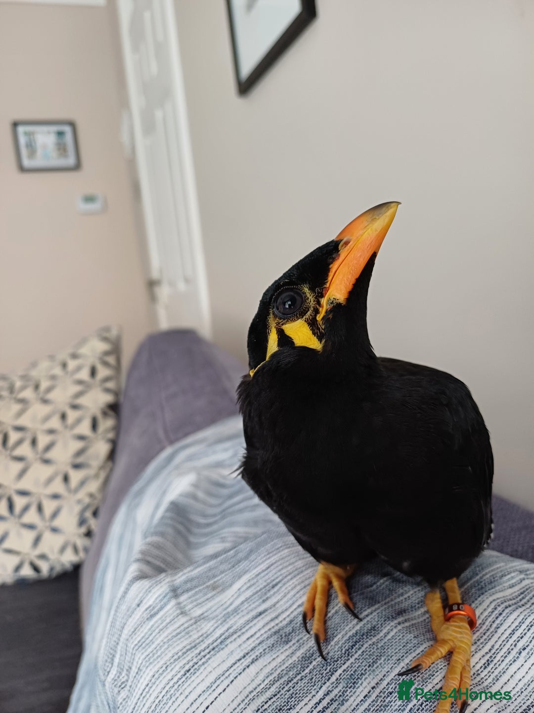 Softbills birds for sale: Hill mynah  - Image 4