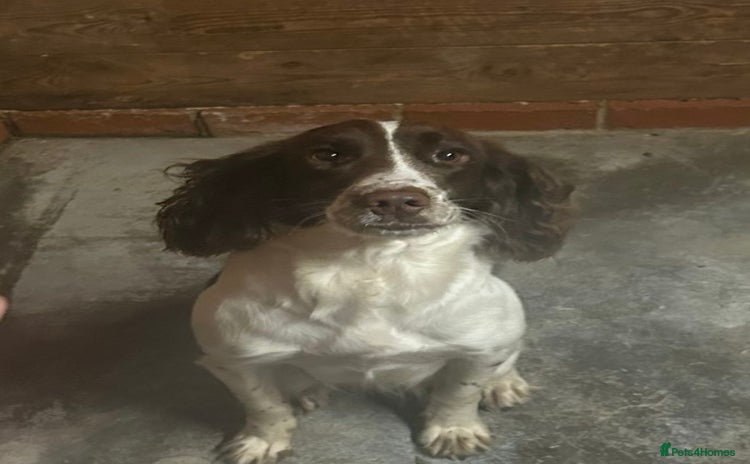 Cocker Spaniel dogs - Advert 9