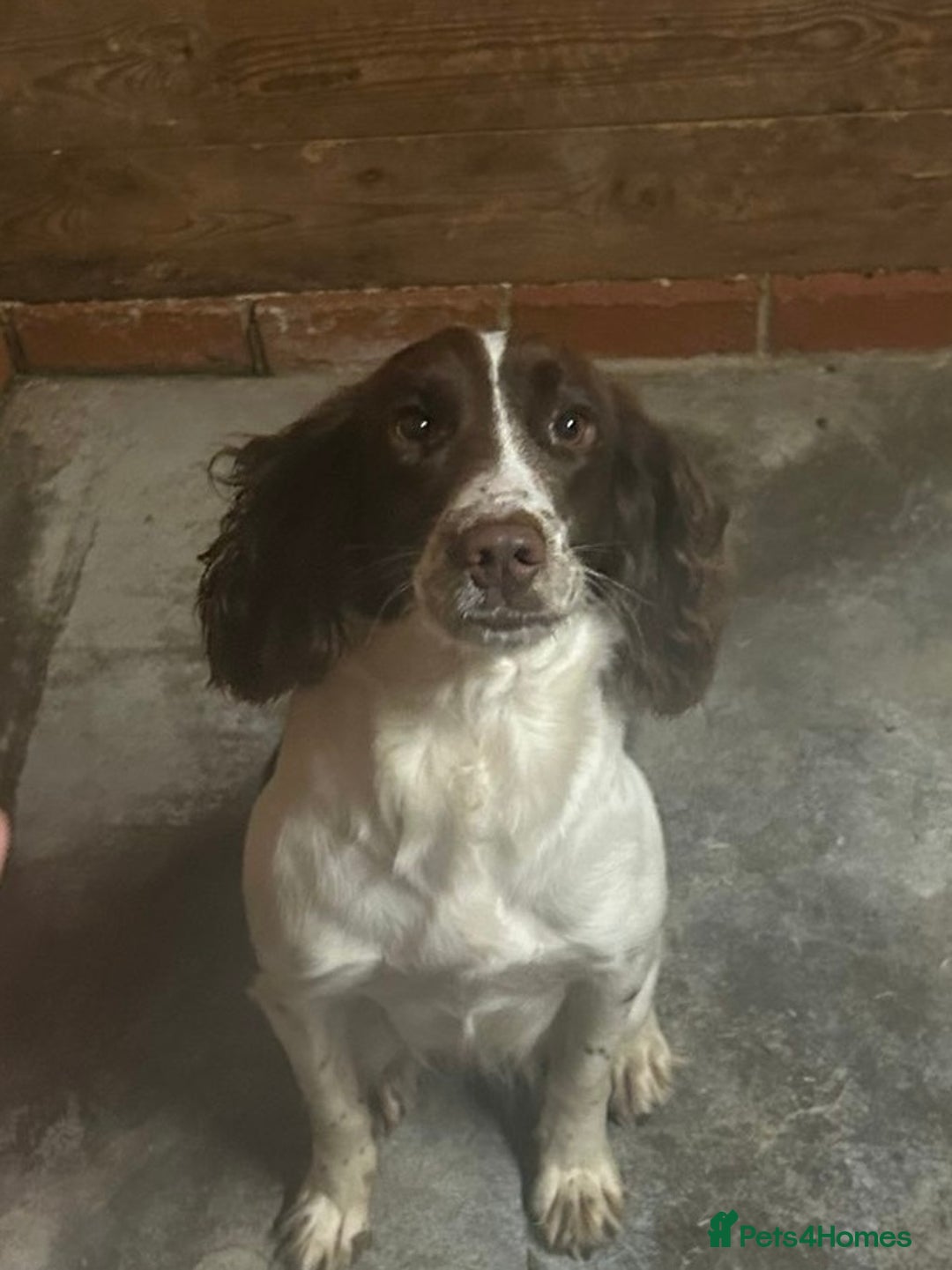 Cocker Spaniel dogs for sale: Cocker spaniel girl for sale  - Image 1