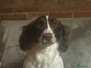 Cocker Spaniel dogs for sale - Advert 1