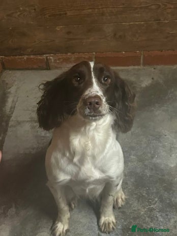 Cocker Spaniel dogs - Advert 1