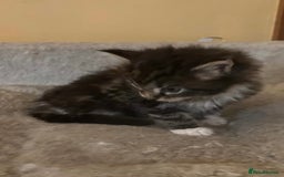 Maine Coon cats for sale: Maine coon kittens  - Image 28