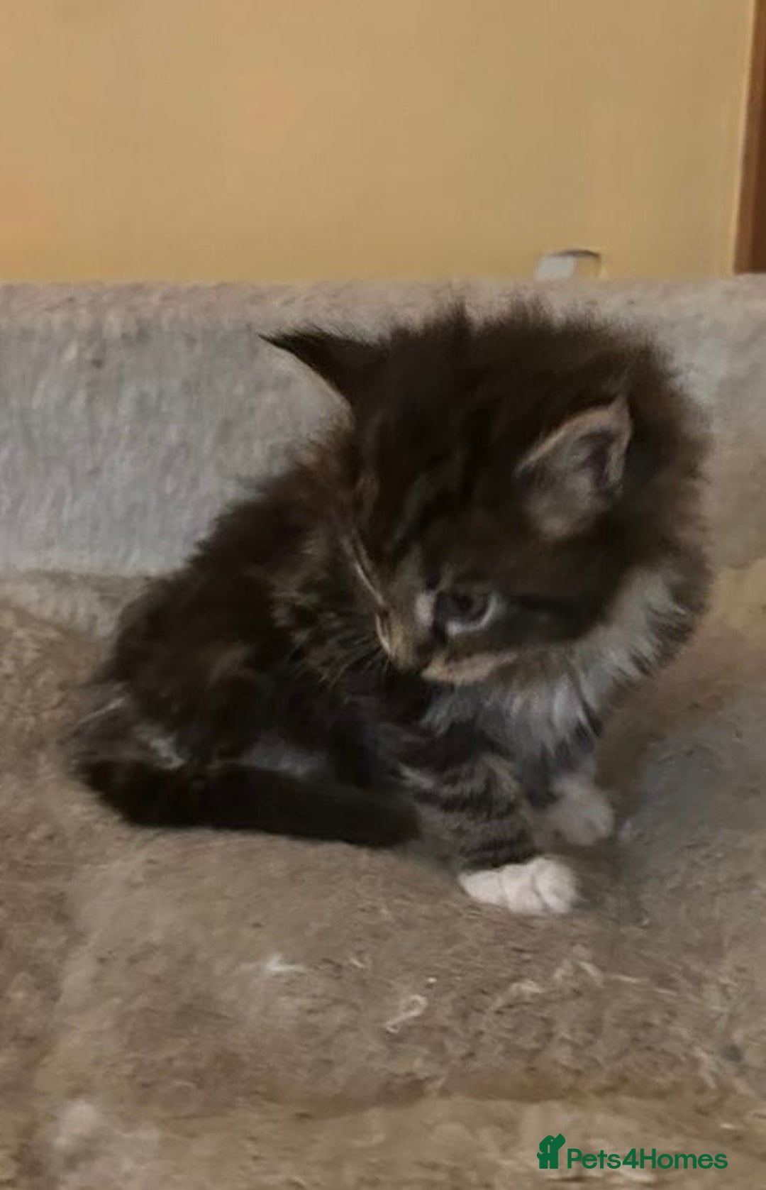 Maine Coon cats for sale: Maine coon kittens  - Image 28