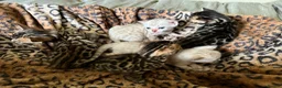 Bengal cats for sale: Stunning Bengals with European Champion father!  - Advert 5