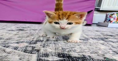 Siberian cats - Advert 3