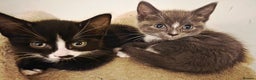 Mixed Breed cats for sale:  **  Beautiful  **  Kittens  **  - Advert 3