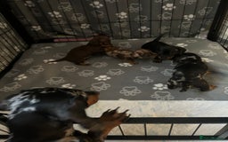 Miniature Dachshund dogs for sale: Miniature Dachshunds for sale  - Image 5
