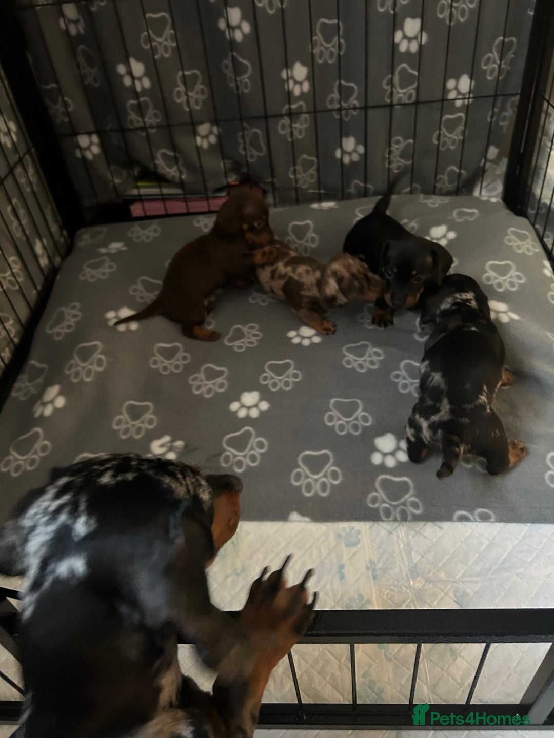 Miniature Dachshund dogs for sale: Miniature Dachshunds for sale  - Image 5