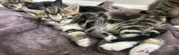 Mixed Breed cats for sale: Beautiful family kittens  - Advert 10