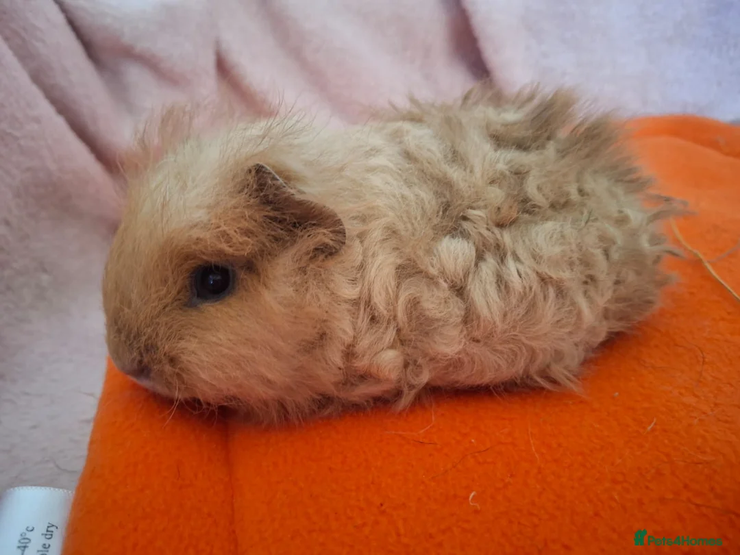 Guinea Pig rodents for sale: Two male guinea  in Ashford - Advert 2