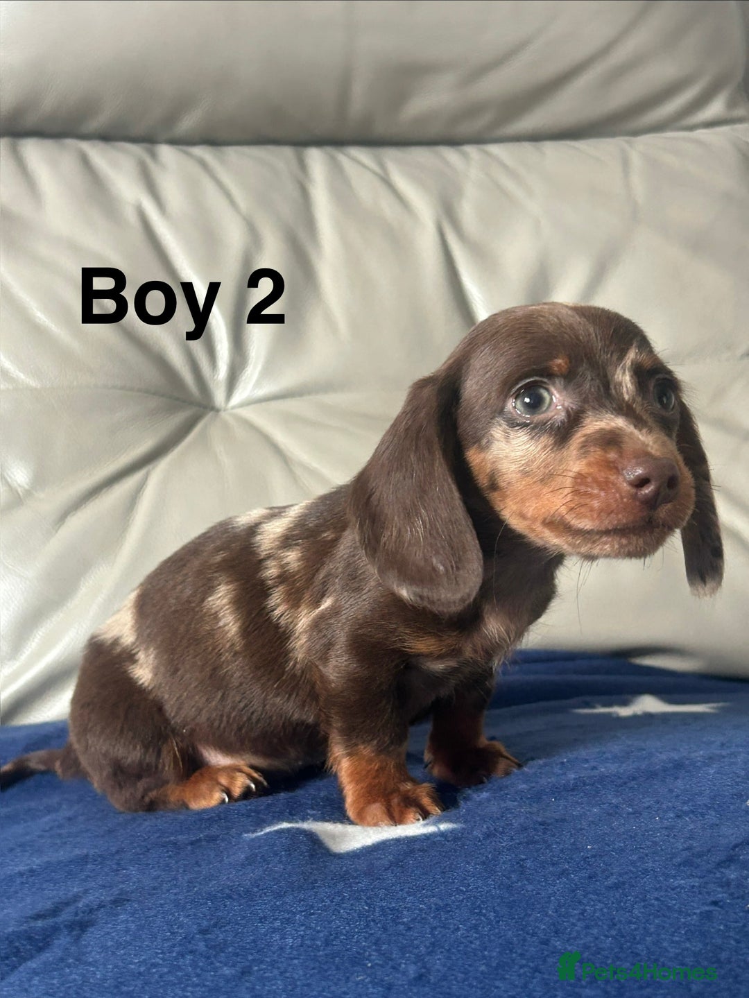Miniature Dachshund dogs for sale: 3 miniature dachshund puppies  - Advert 6