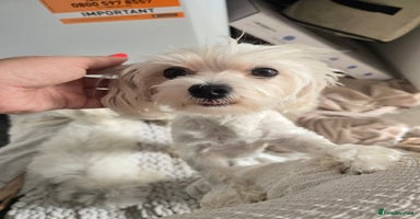 Maltese dogs - Advert 10