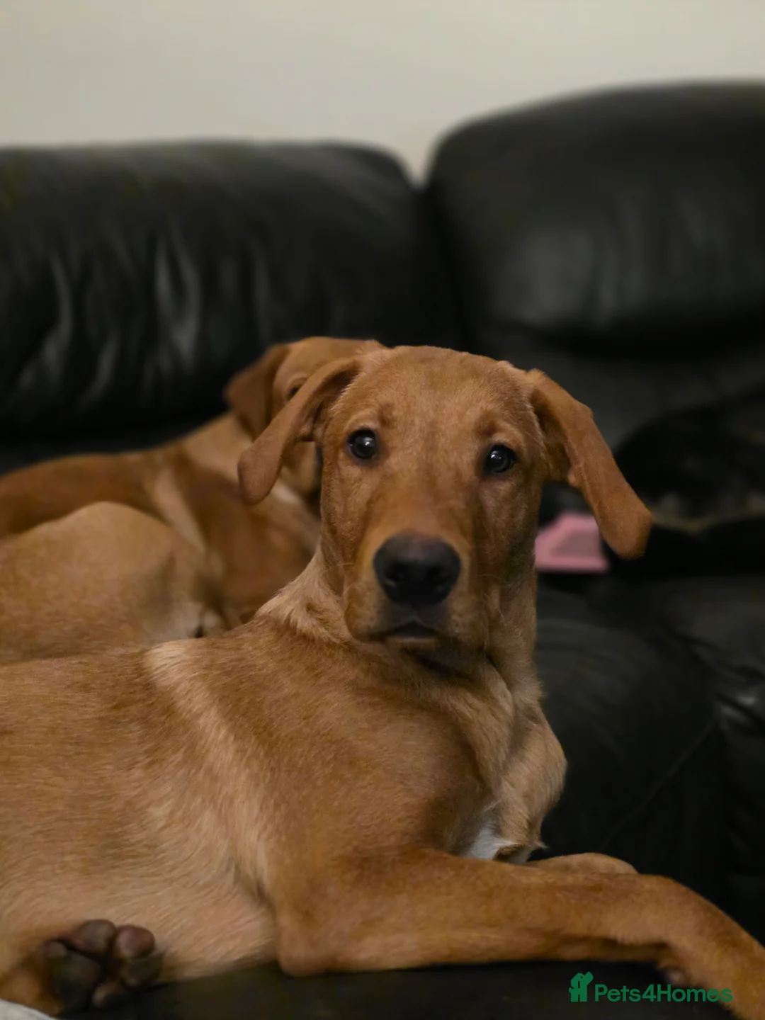 Labrador Retriever dogs for sale: Fox red lab - Advert 6