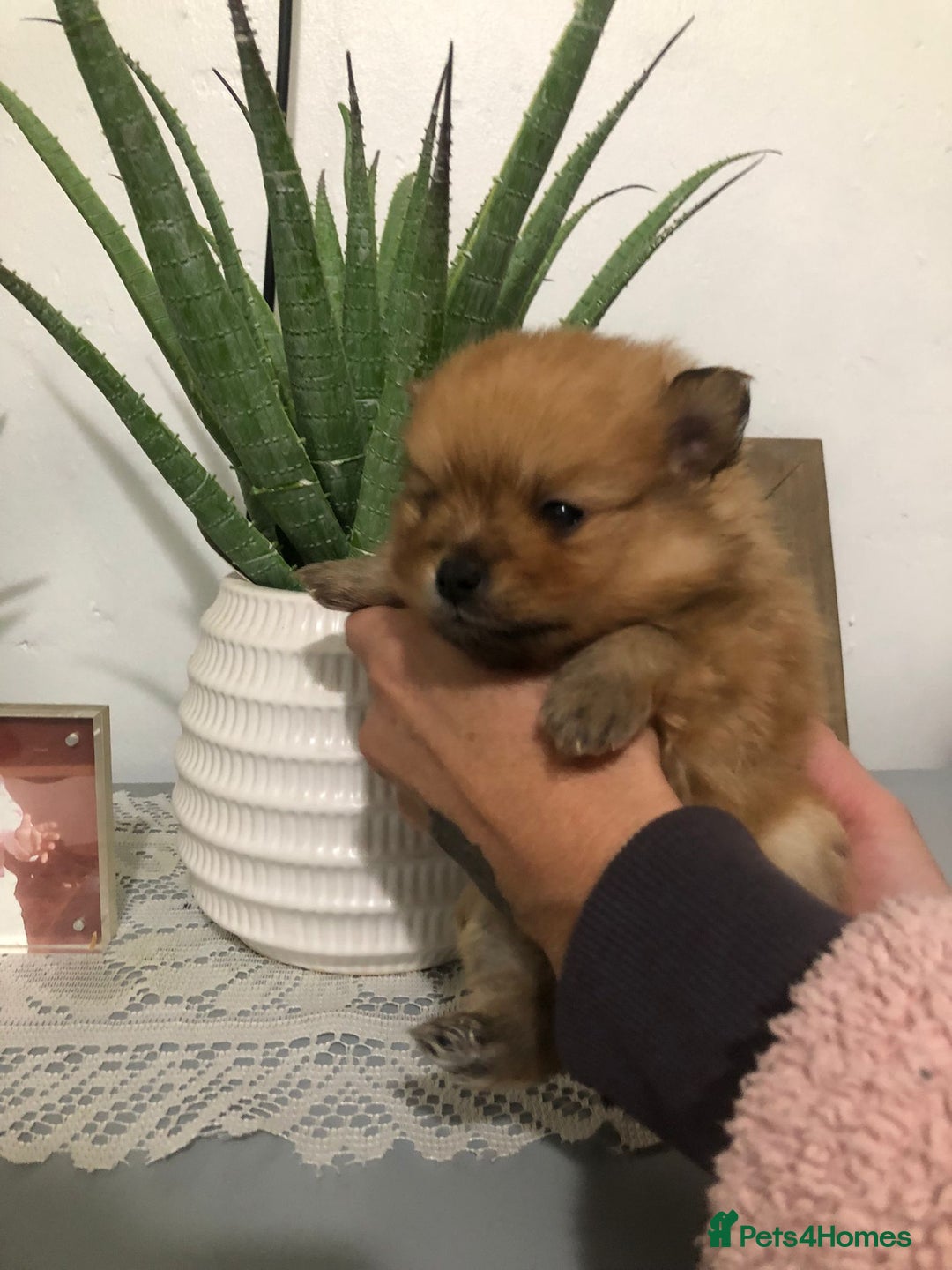 Pomeranian dogs for sale: Pomeranian Puppies  - Advert 4