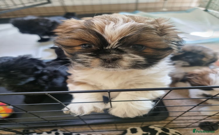 Shih Tzu dogs - Advert 1